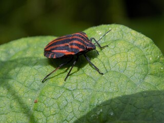 Red and black Italian striped beetle or minstrel beetle (Graphosoma lineatum). Smelly beetle on a leaf.