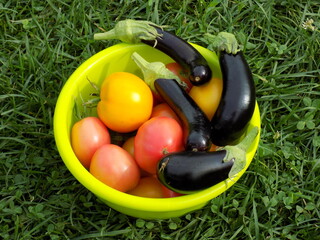 Ripe tomatoes and eggplants in a yellow bowl on green grass.