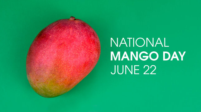 National Mango Day stock images. Whole ripe mango isolated on a green background stock photo. Mango Day Poster, June 22.  Important day