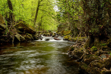 Obraz premium Bachlauf im Wald. Ilsetal im Harz