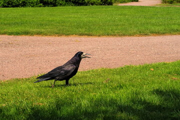 A rook in a park with its beak wide open