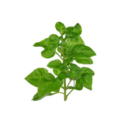 Watercress isolated on white background