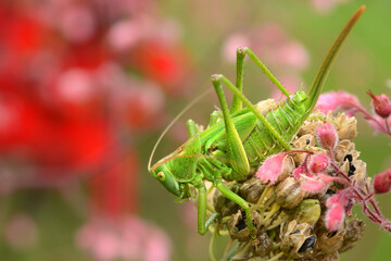 Insekten 15 © K.-U. Häßler