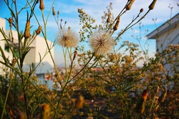 Obraz premium flowers in the wind