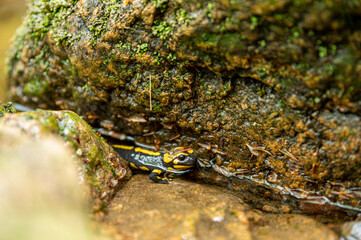Salamander