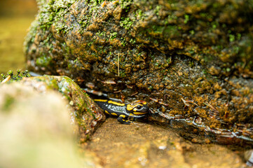Salamander