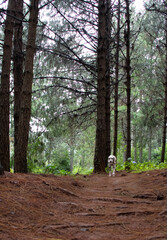 walking in the woods