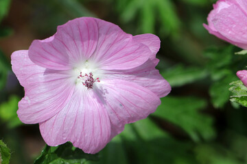 Nahaufnahme einer Bl&uuml;te der Naturheilpflanze wilde Malve