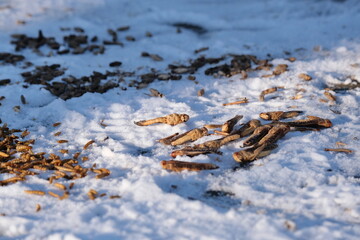 Wildvogelfutter im Schnee
