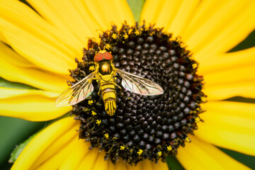 Small flower fly gathering pollen on a yellow rudbeckia flower