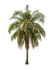 Fototapeta premium The coconut tree isolated on white.