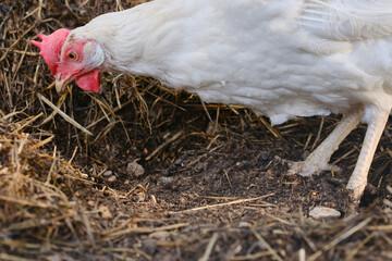 Free-range hens or chicken on an organic farm. Feeding white hens with grain and hay. Poultry farming concept. Selective focus