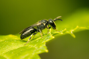 Small masked bee resting on a green leaf
