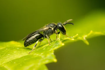 Tuinposter Small masked bee resting on a green leaf © Luc Pouliot