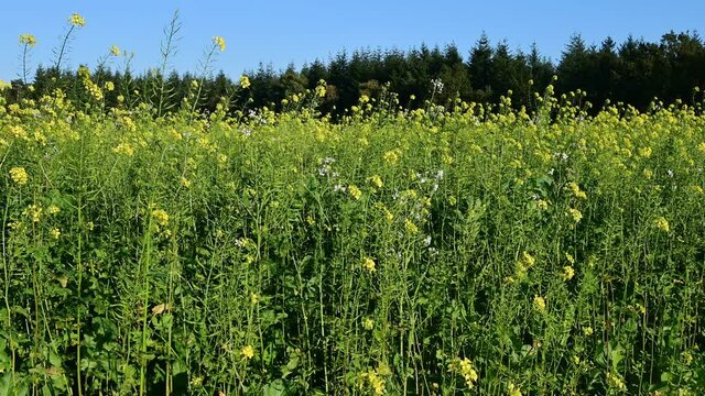 White mustard field in autumn, sinapis, crane shot, october, (sinapis alba), lower saxony, north germany