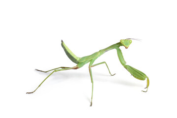 Green European mantis (Mantis religiosa)