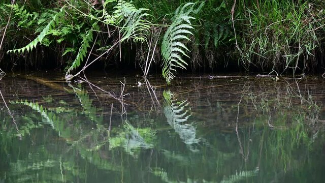 Eagle fern at a forest pond shore, detail, summer, june, (pteridium aquilinum), germany