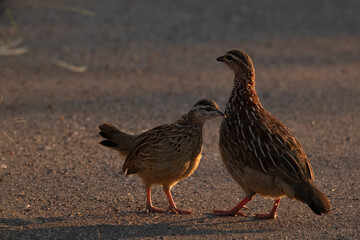 grouse in kruger
