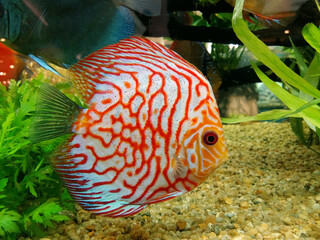 Pompadour fish with beautiful orange stripes