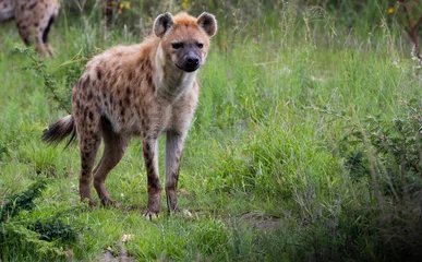 Zelfklevend Fotobehang hyena in het gras © Roelof