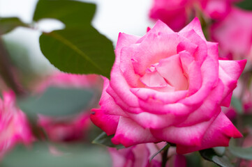 バラの花　ピンク