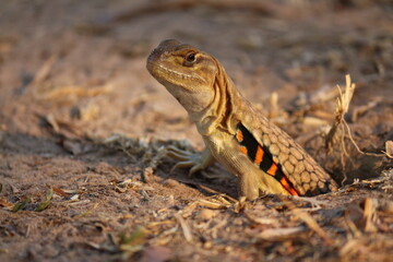 Yae coming out of the hole Reptiles in Thailand