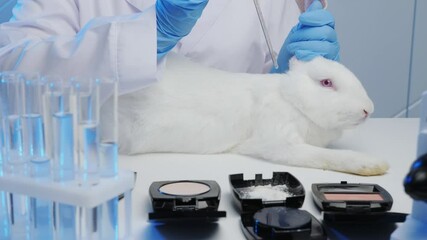 Close-up of a medical worker dripping liquid from a test tube onto the skin of a white rabbit on a table in a laboratory. Scientific experiments on animals, animal testing, vaccine research