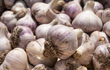 A close-up of a large head of natural looking garlic against the backdrop of many garlic heads that are dried outdoors for storage.