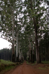 Woods in Heanertsburg