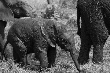 Baby Elephant Full Of Mud