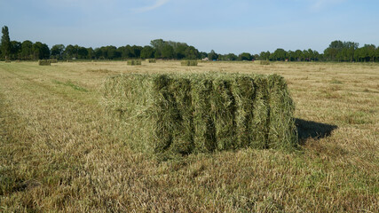 Several large square bales of hay on the field © Veltman34