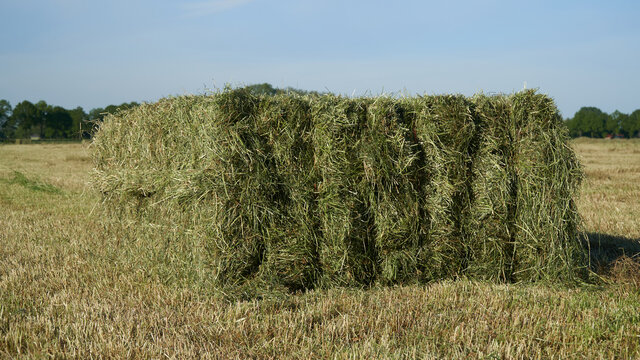 Closeup of a single large square bale of hay on the field