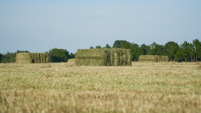 Large square bales of hay on the field