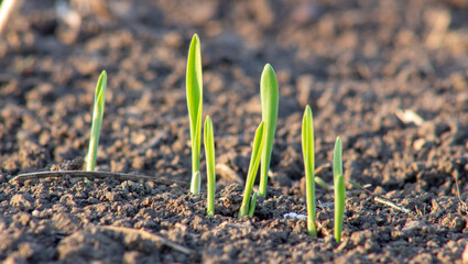 Young sprouting shoots of barley growing in the soil in the field of agriculture.
