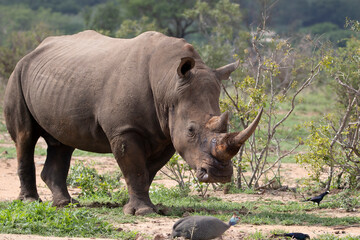 Rhino with Guinea fowl