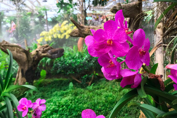 Orchid flower in garden at winter Phalaenopsis orchid.