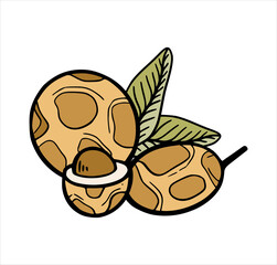 Longan fruit exotic tropic fruit in color hand drawn sketch style isolated on white background. Hand drawn tropical food illustration. Vector illustration.
