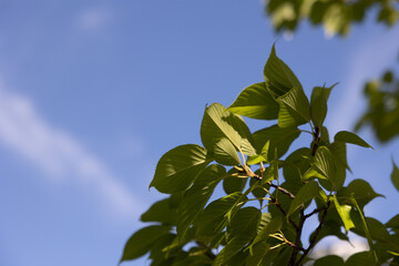 青空と葉
