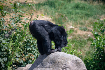 Naklejka na ściany i meble Black chimpanzee bent forward on a large rock in Odense zoo,Denmark,scandinavia,Europe