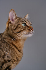 Close up portrait of a cute tabby cat. Cat looking in front of you. The muzzle of a brown domestic cat. Selective focus. 