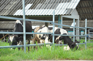 dairy cows in a closed cowshed are eating grasses, selective focus