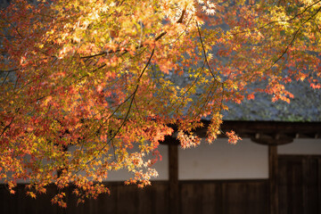 京都 上賀茂神社 秋色の境内風景