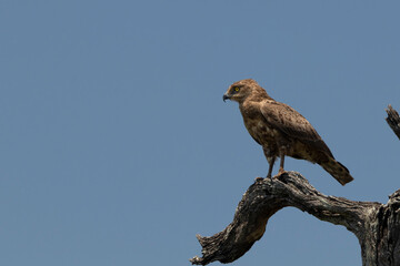 brown snake eagle
