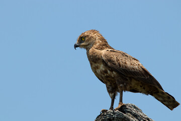 brown snake eagle