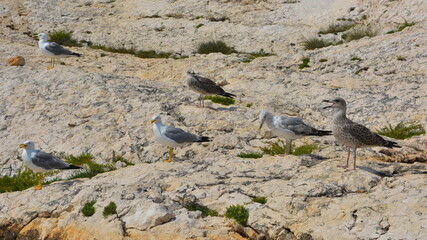 Seagulls on the beach
