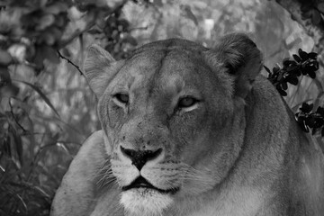 lion in Kruger national park