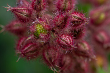 Not ripe blackberry close up photo