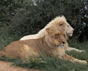 lion and lioness