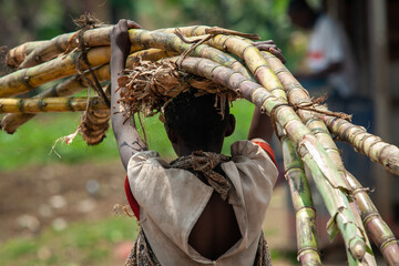 woman carries bamboo wood Congo