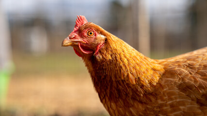 Chicken Close Up